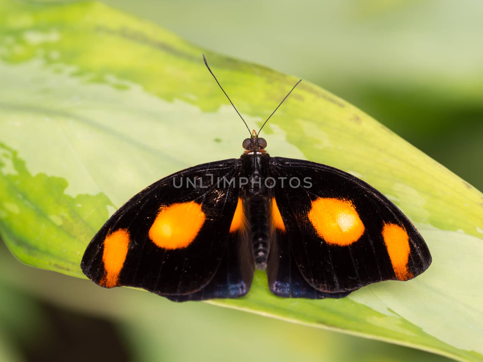 Black and orange spotted tropical butterfly showing full wingspa by frankhoekzema