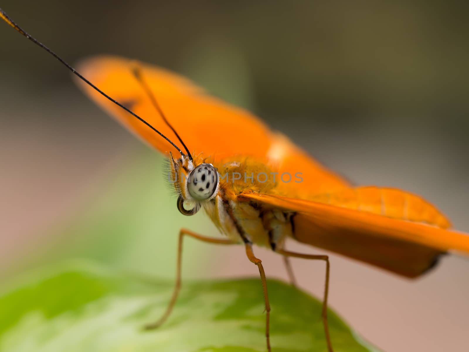 Closeup side view of a bright orange tropical butterfly