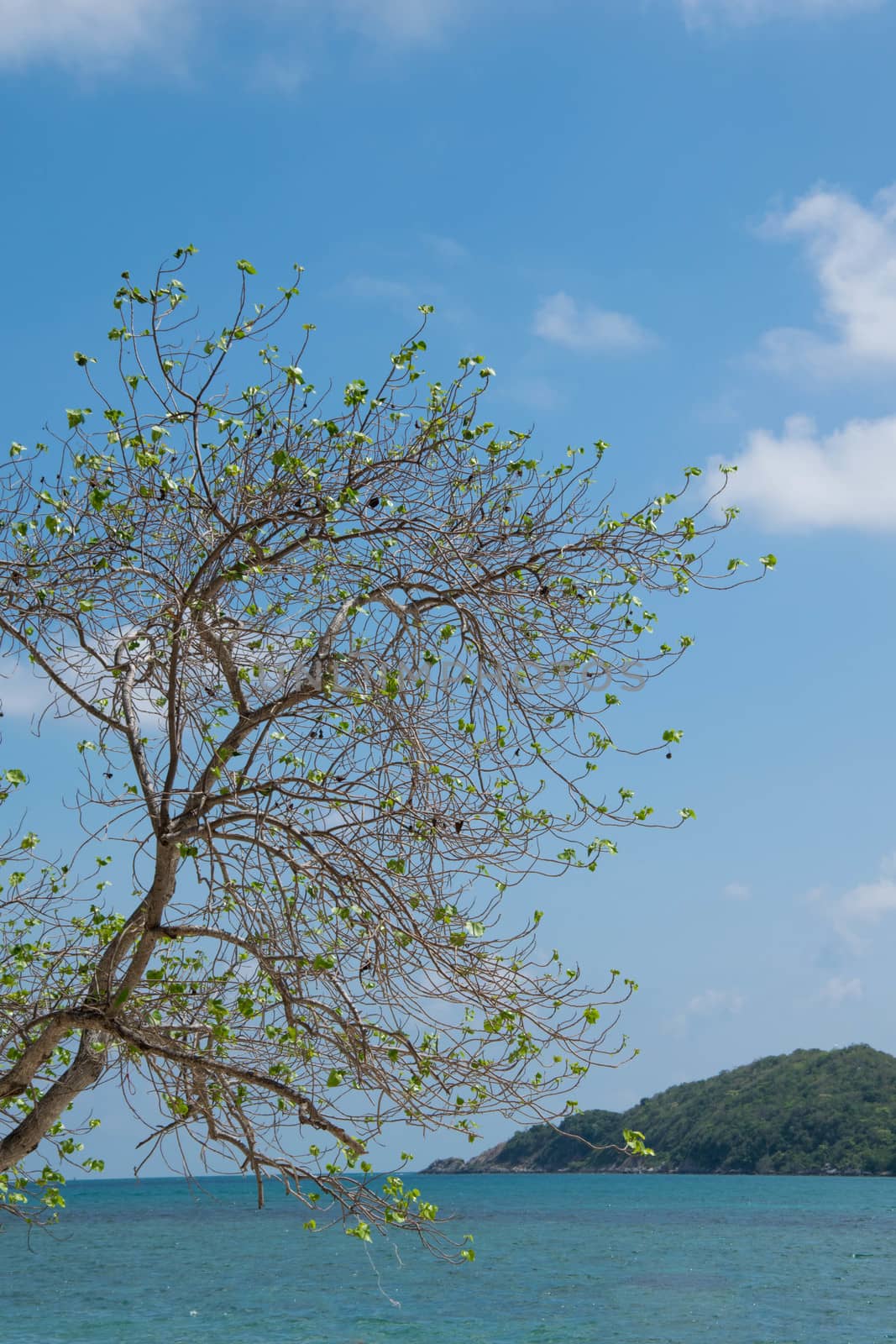 tree of beach and mountian