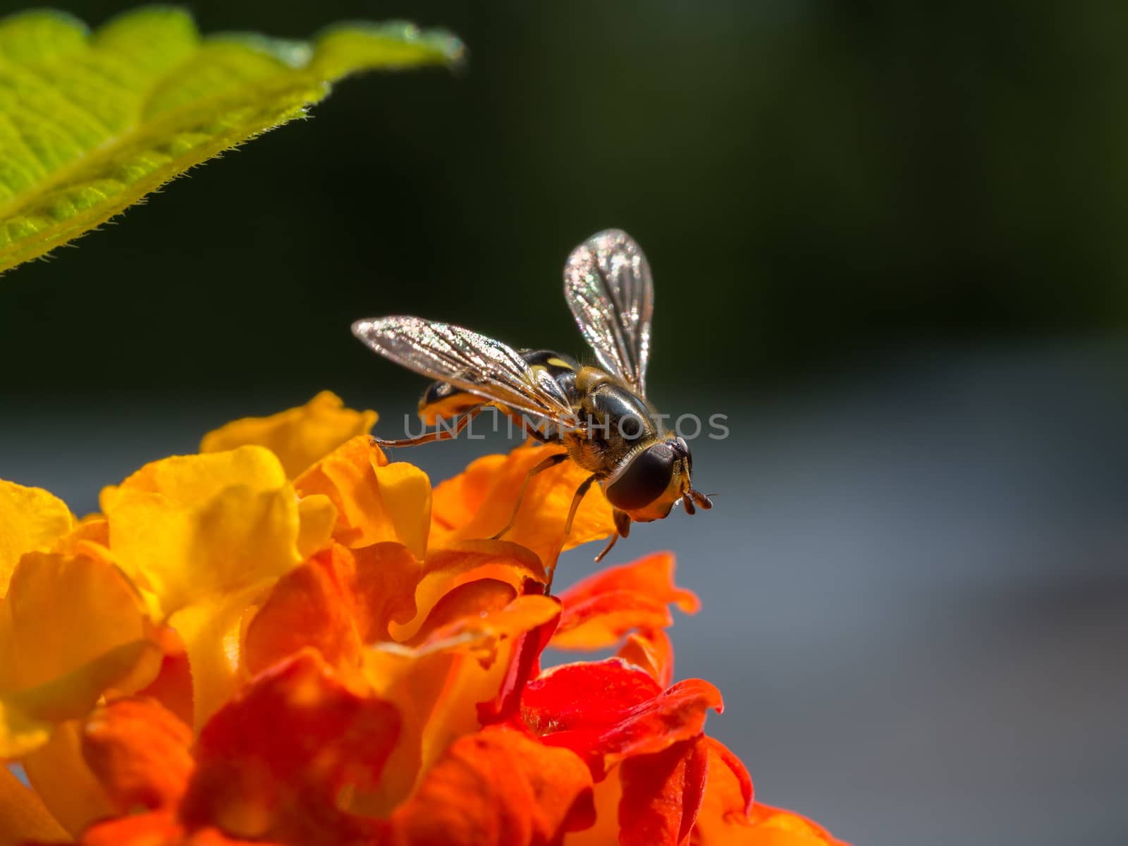 Hoverfly on small orange flower by frankhoekzema