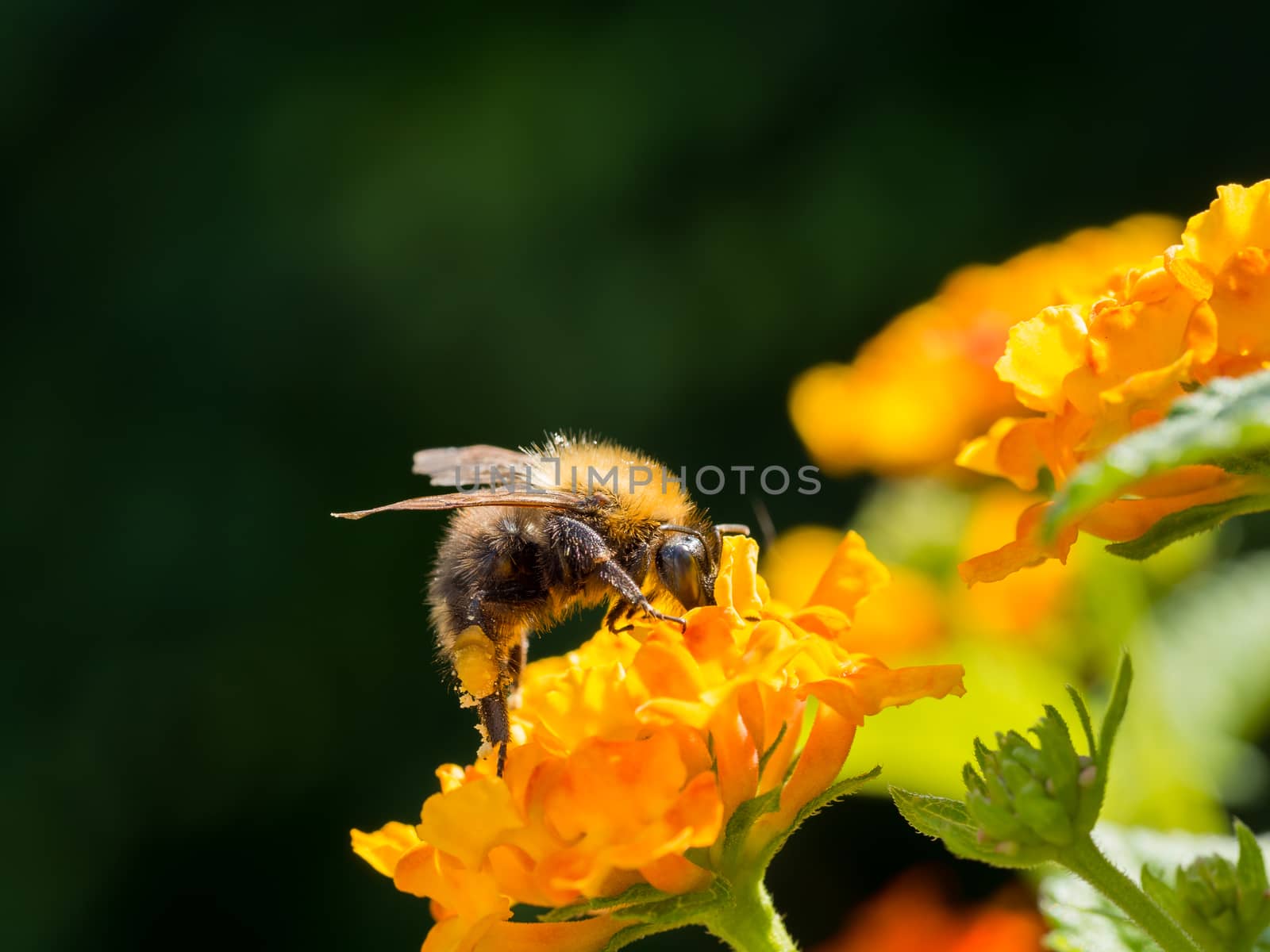 Bee on Lantana Camara by frankhoekzema