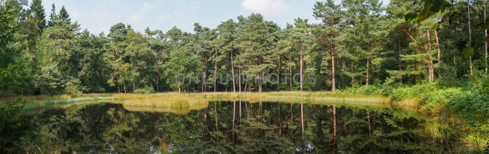 Panorama of a Dutch forest reflecting in a lake