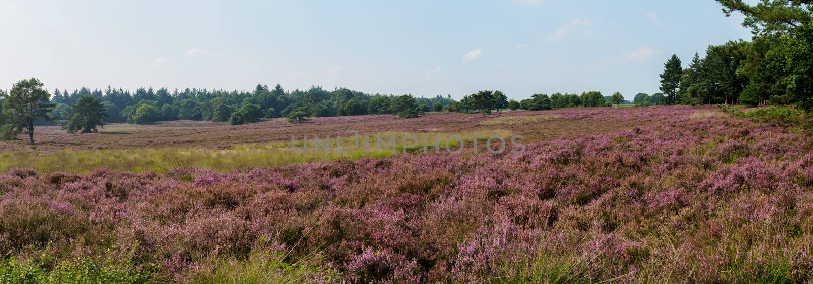 Wide panorama of a Dutch heathland area in full bloom