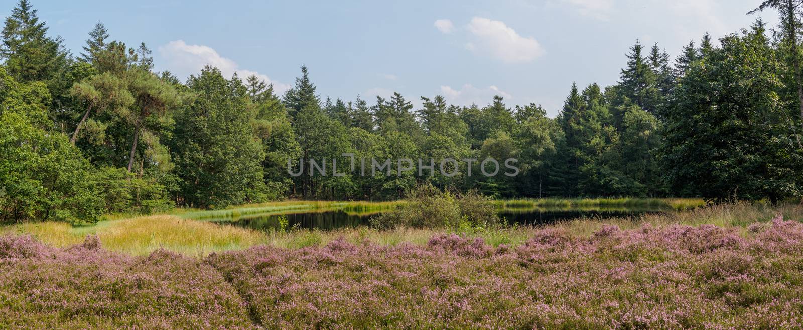 Panorama of heathland, lake and forest by frankhoekzema