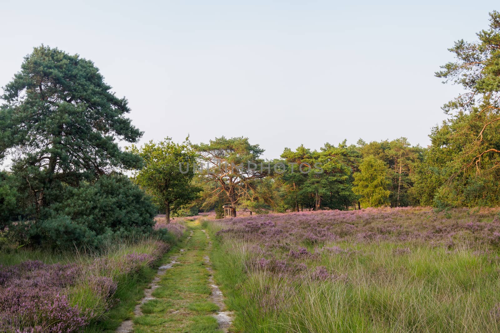 Peaceful path leading through trees and Dutch purple heathland in bloom