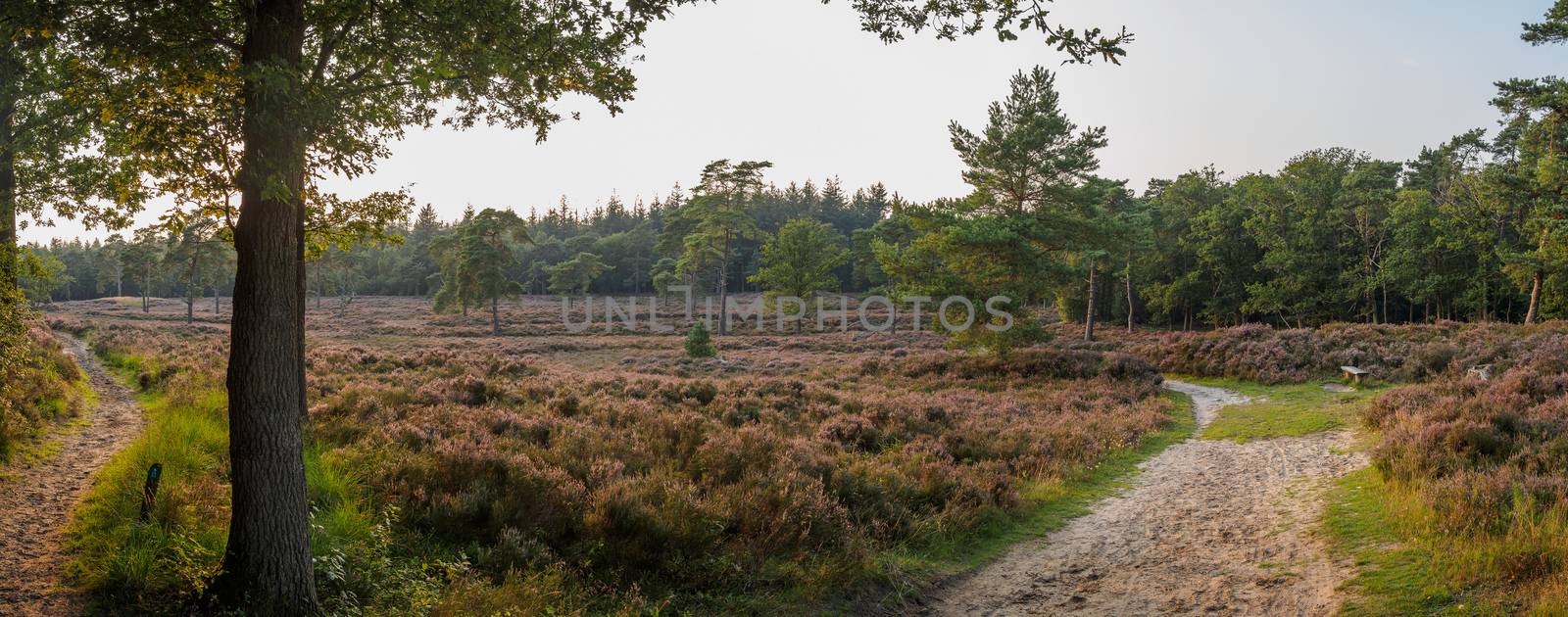 Wide panorama of Dutch heathland with low sun by frankhoekzema