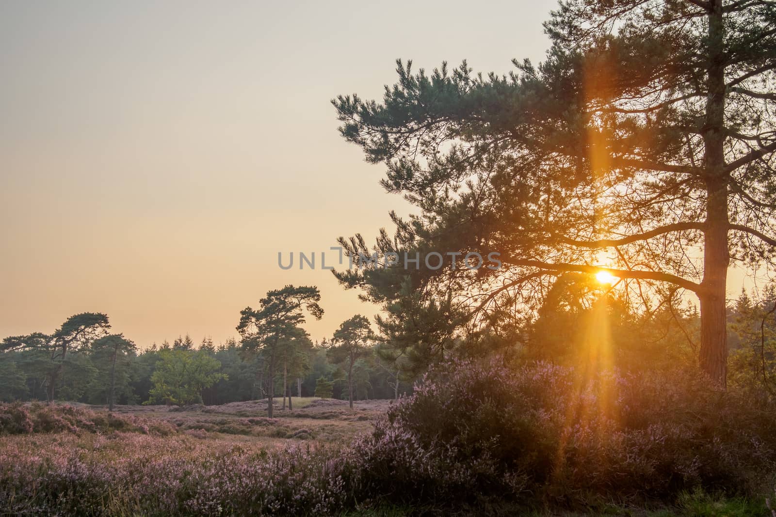 Golden sunset as sun flares through tree branches over blooming heathland