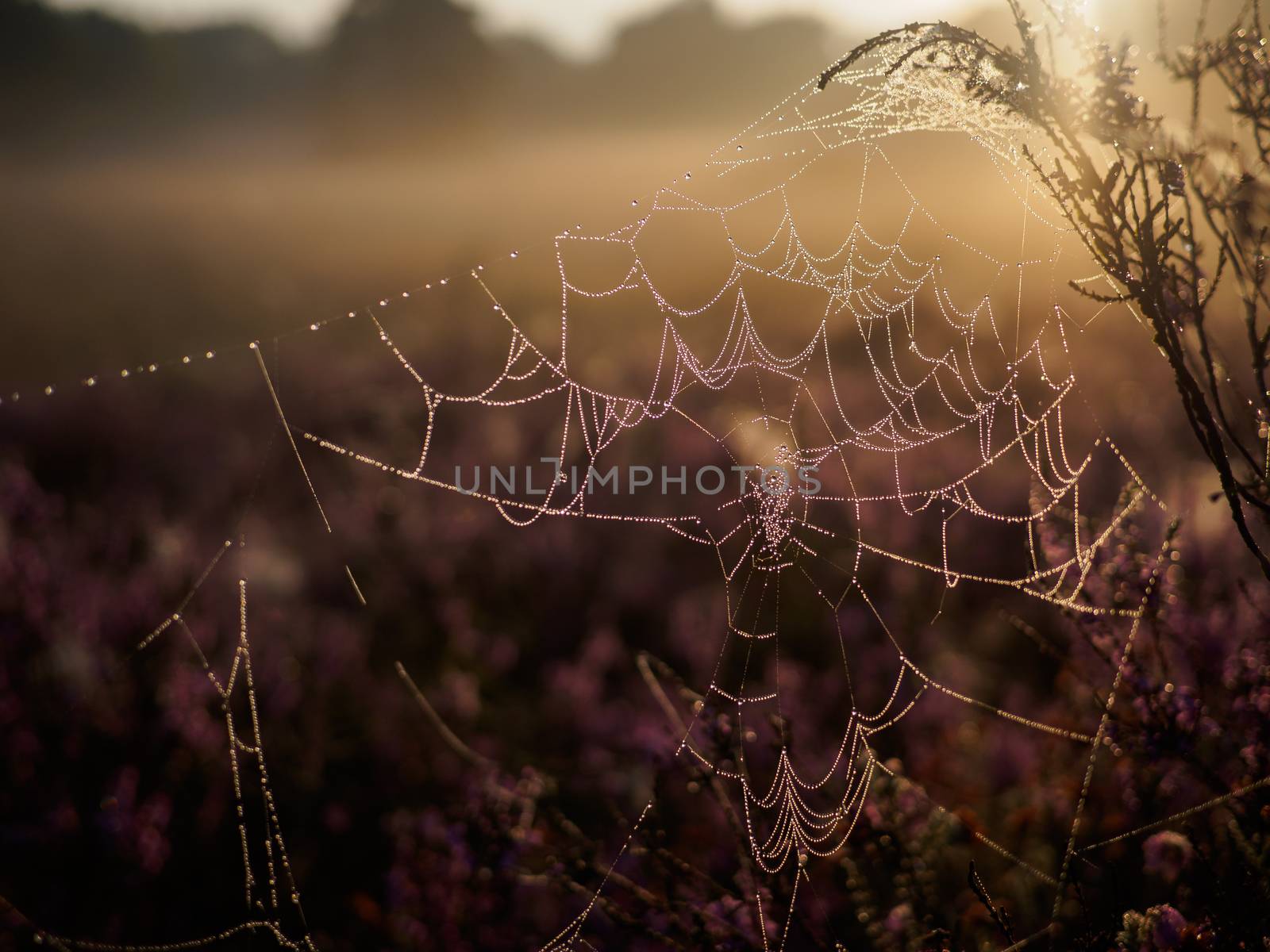 Damp spider web in early morning hazy sunset light