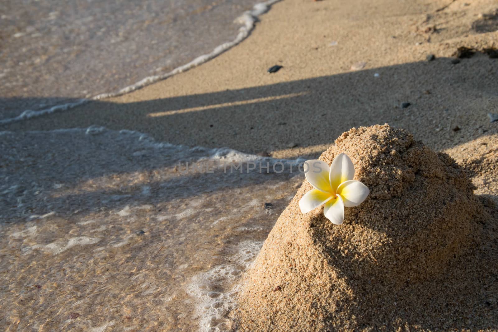 frangipani on sand beach