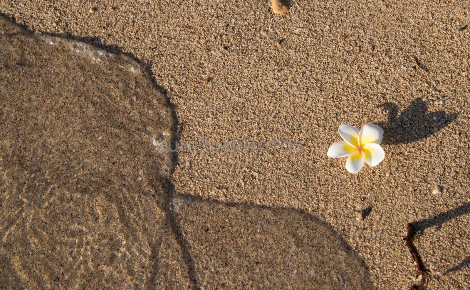 frangipani and sea wave