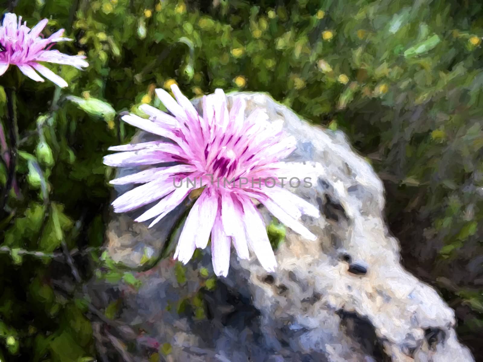 Purple flower in front of a rock - painting effect