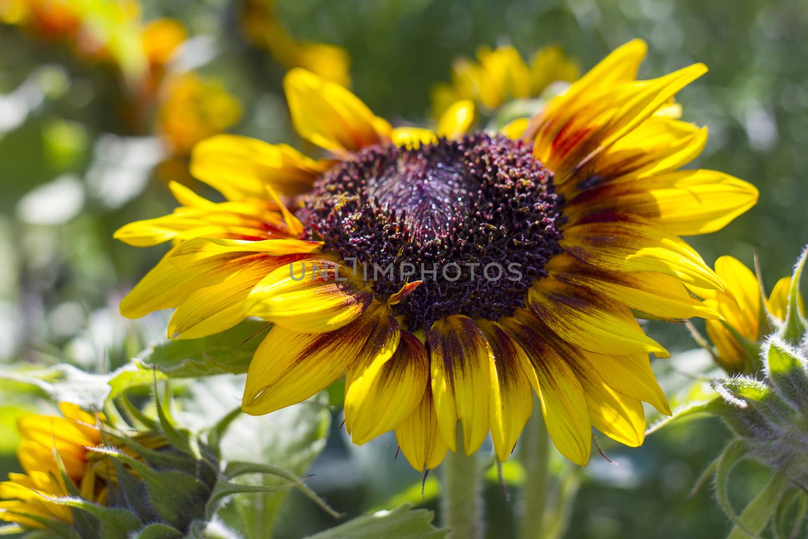 sunflowers in the garden (Helianthus)