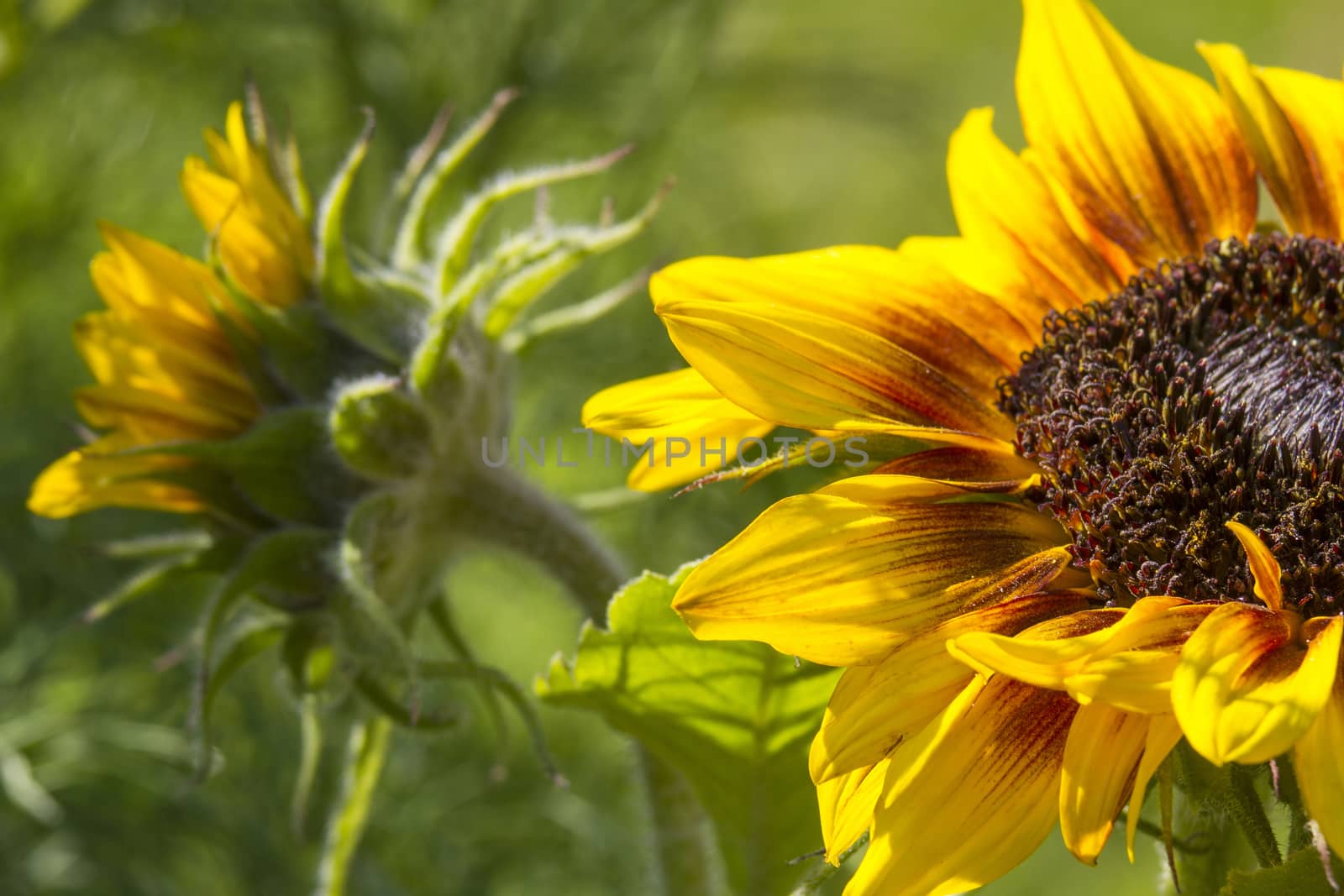 sunflowers in the garden (Helianthus) by miradrozdowski