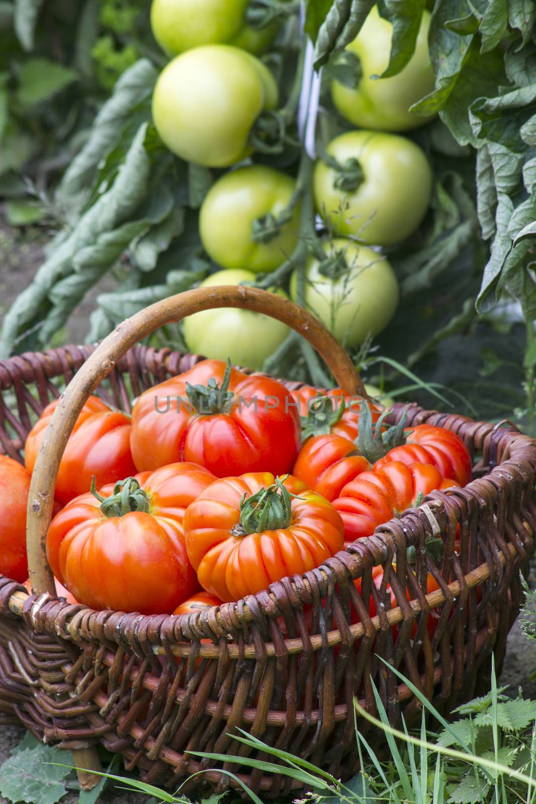 basket full of freshly harvested tomatoes by miradrozdowski