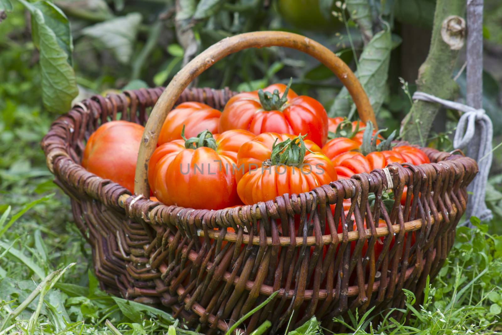 basket full of freshly harvested tomatoes by miradrozdowski