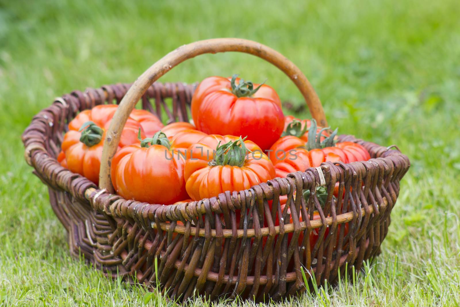 basket full of freshly harvested tomatoes lying in the summer grass