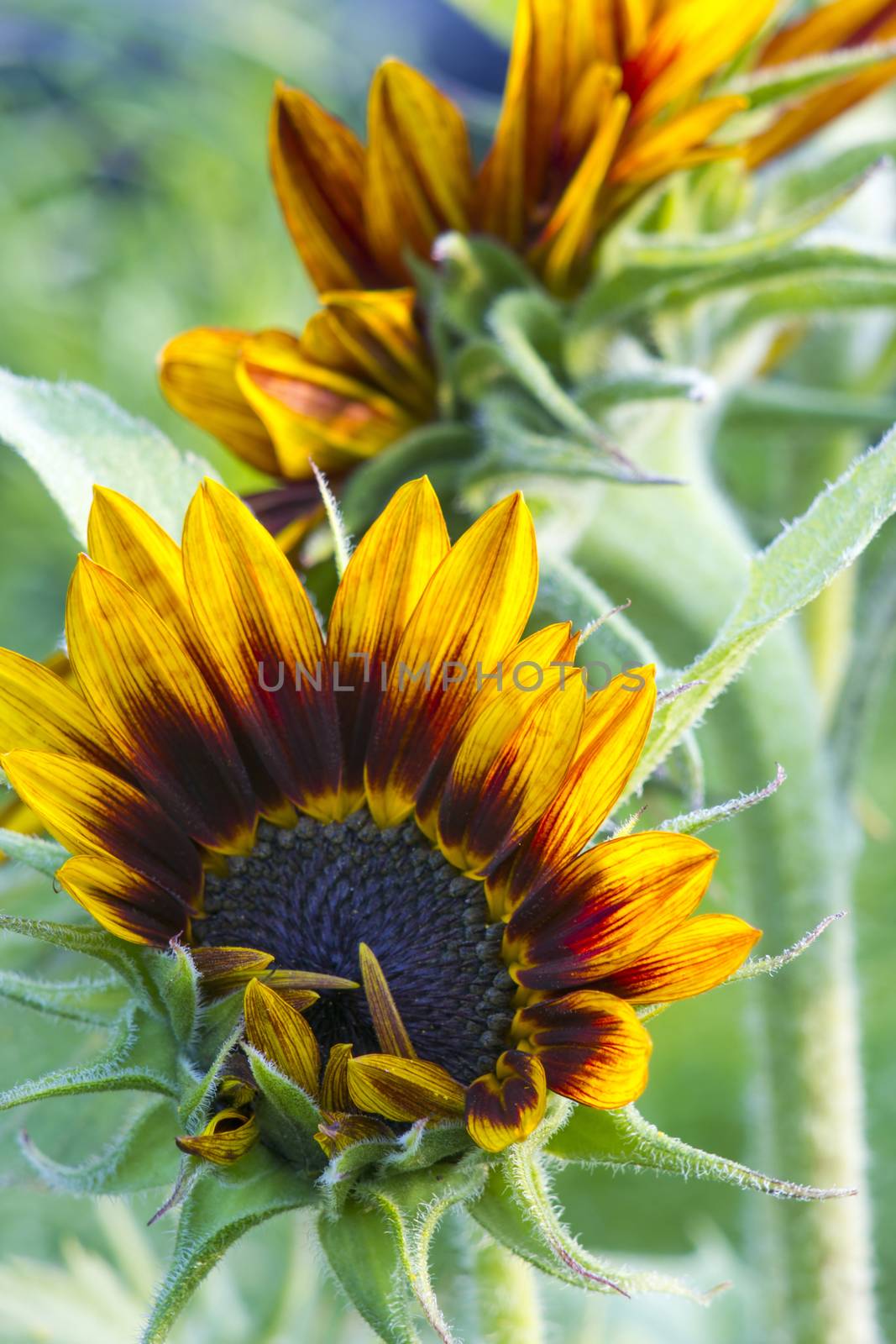 sunflowers in the garden (Helianthus)