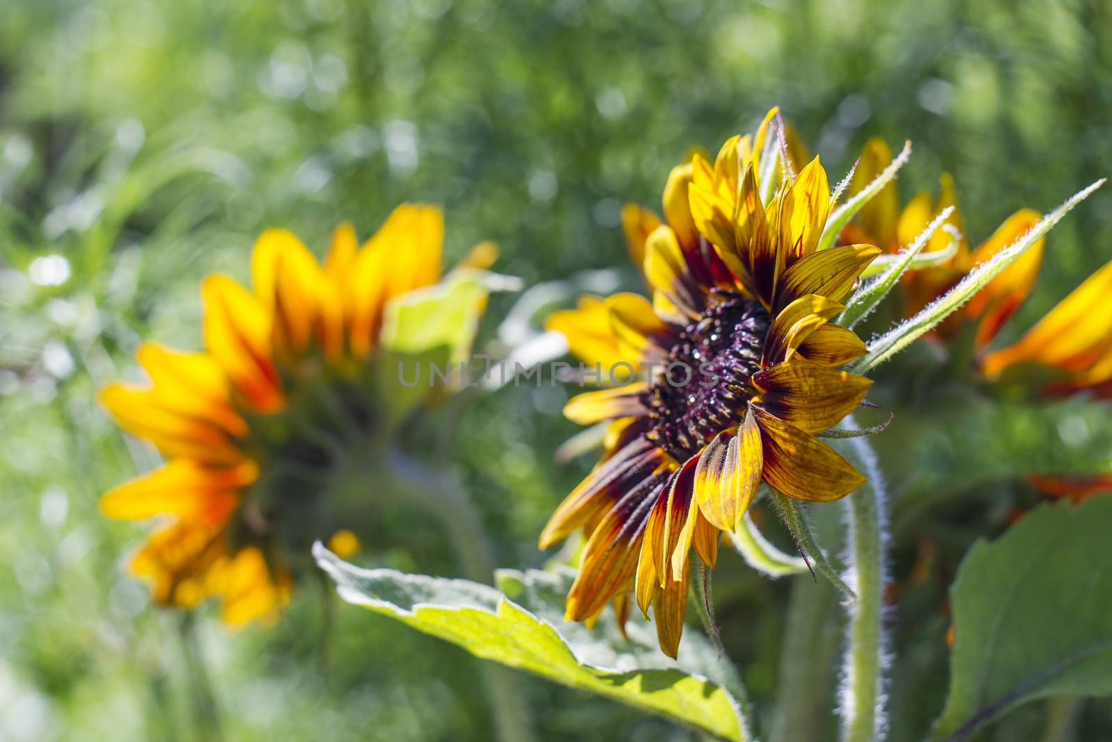 sunflowers in the garden (Helianthus), with natural bokeh, selective focus