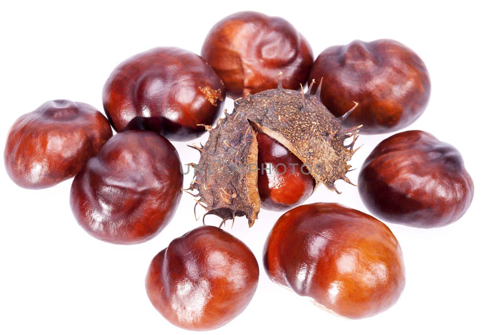 fruits of chestnuts in dry shell isolated on white background