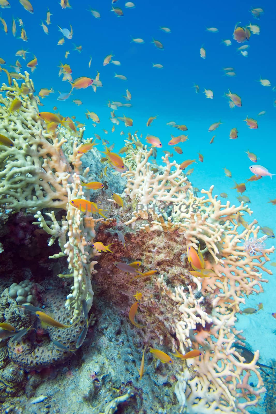 Fire coral and fishes athias in tropical sea, underwater