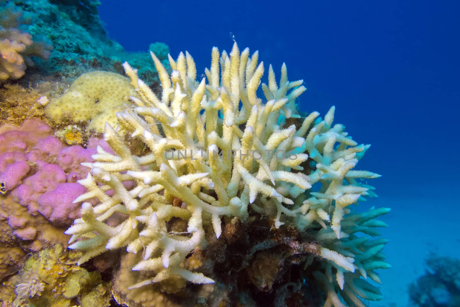 Birdsnest Coral on the coral reef at the bottom of tropical sea, underwater