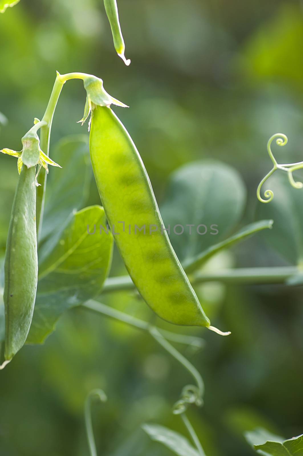 Young peas in the pod by dred