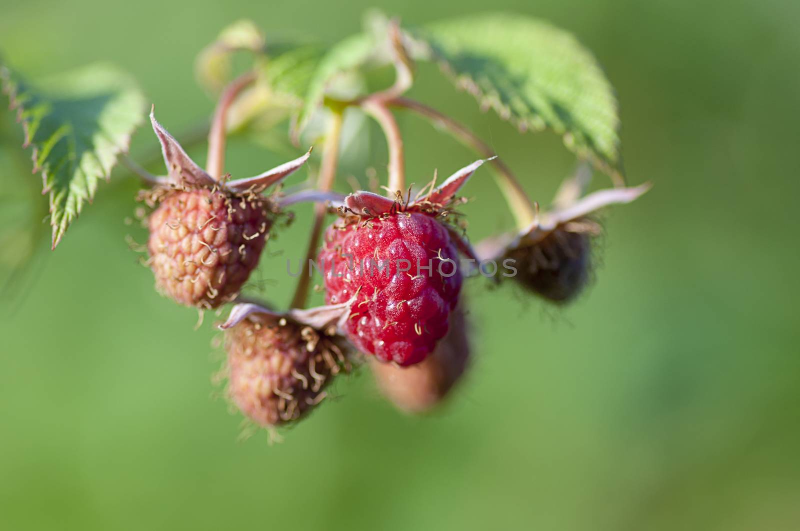 Wild ripe and unripe raspberry on bush