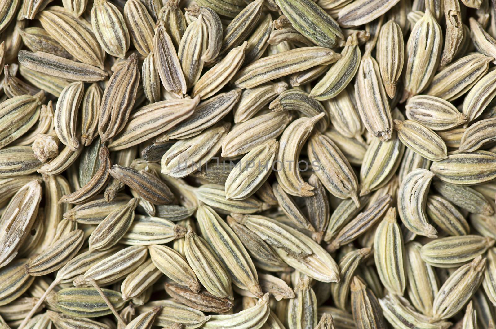 Background made of fennel seeds close up