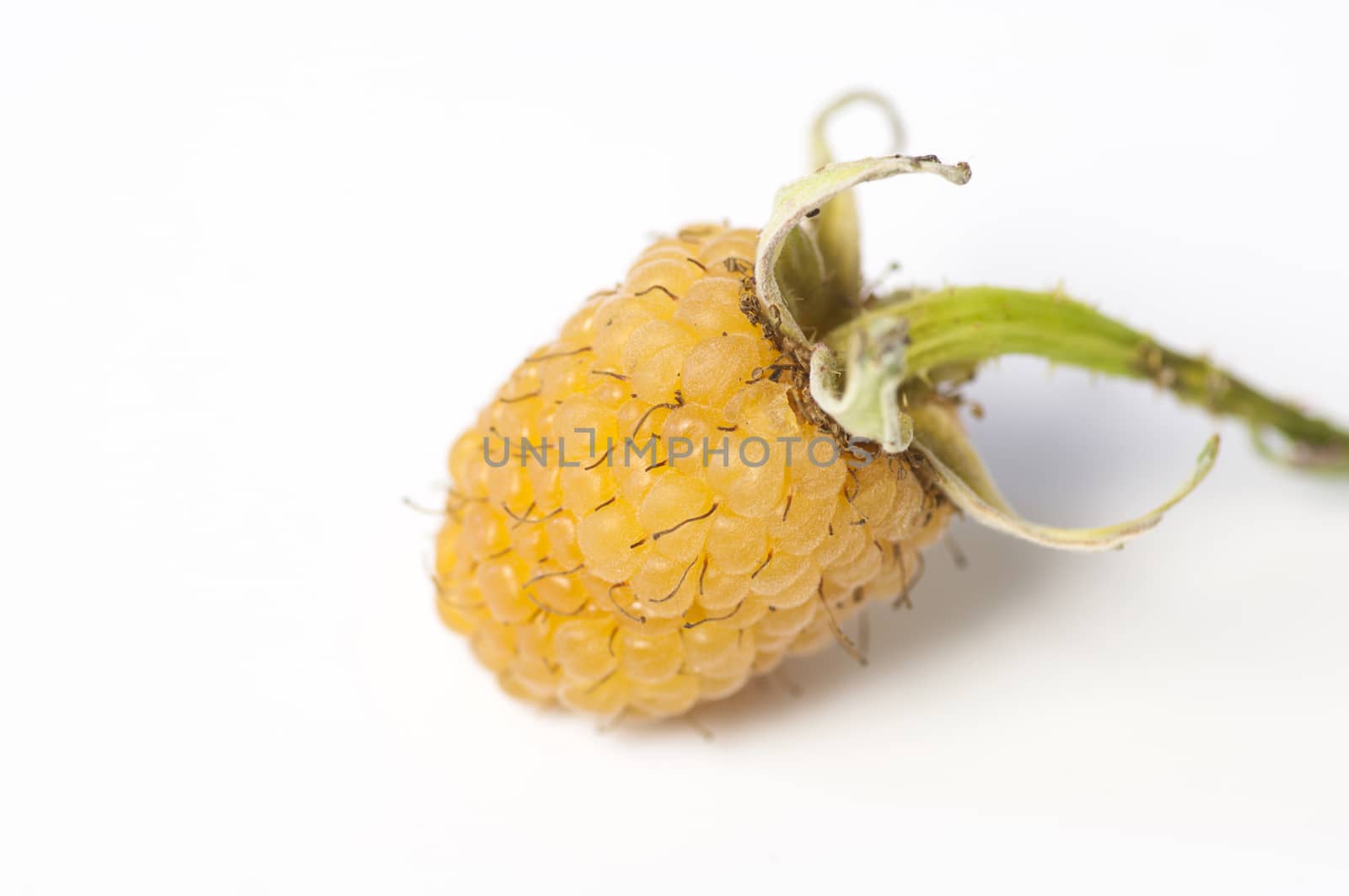 Ripe wild yellow raspberry on white background