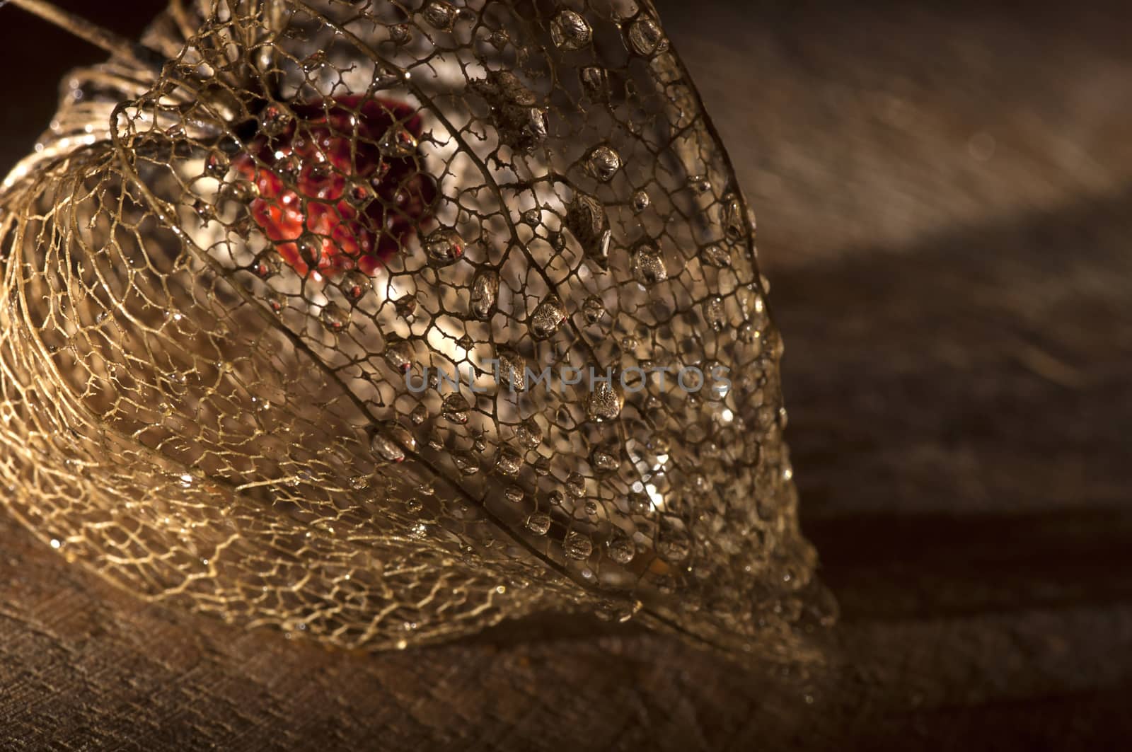 Dried physalis lantern close up by dred