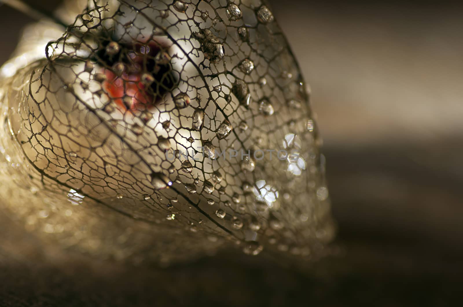 Dried physalis lantern close up by dred
