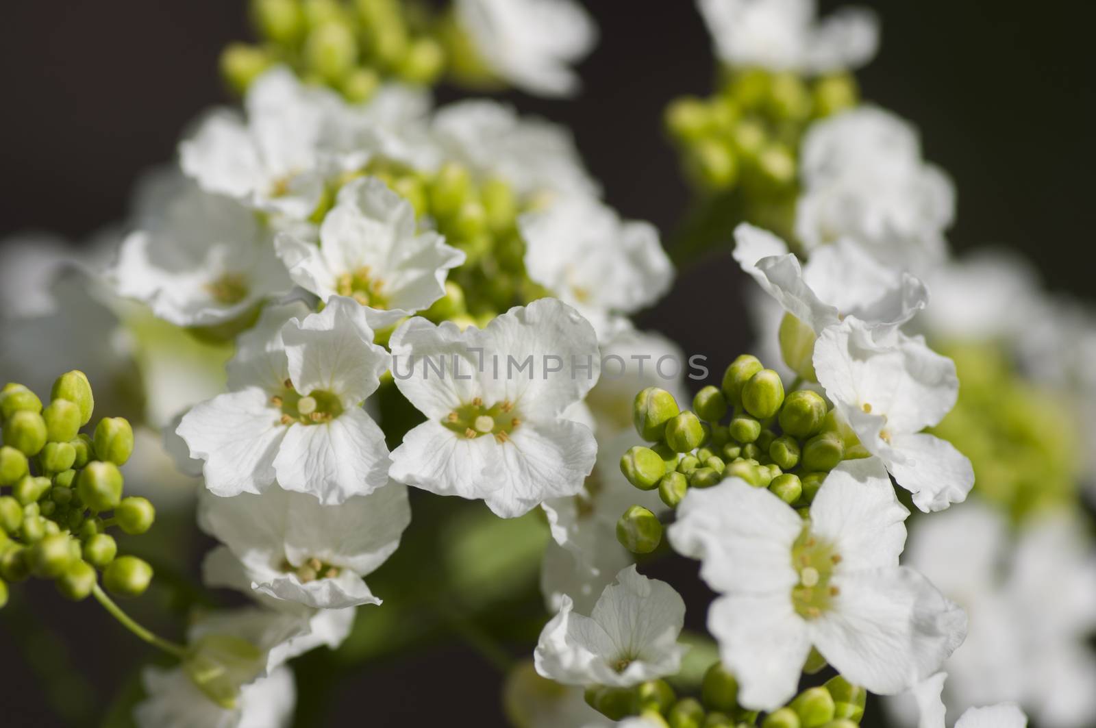 Blossoming horseradish plant by dred