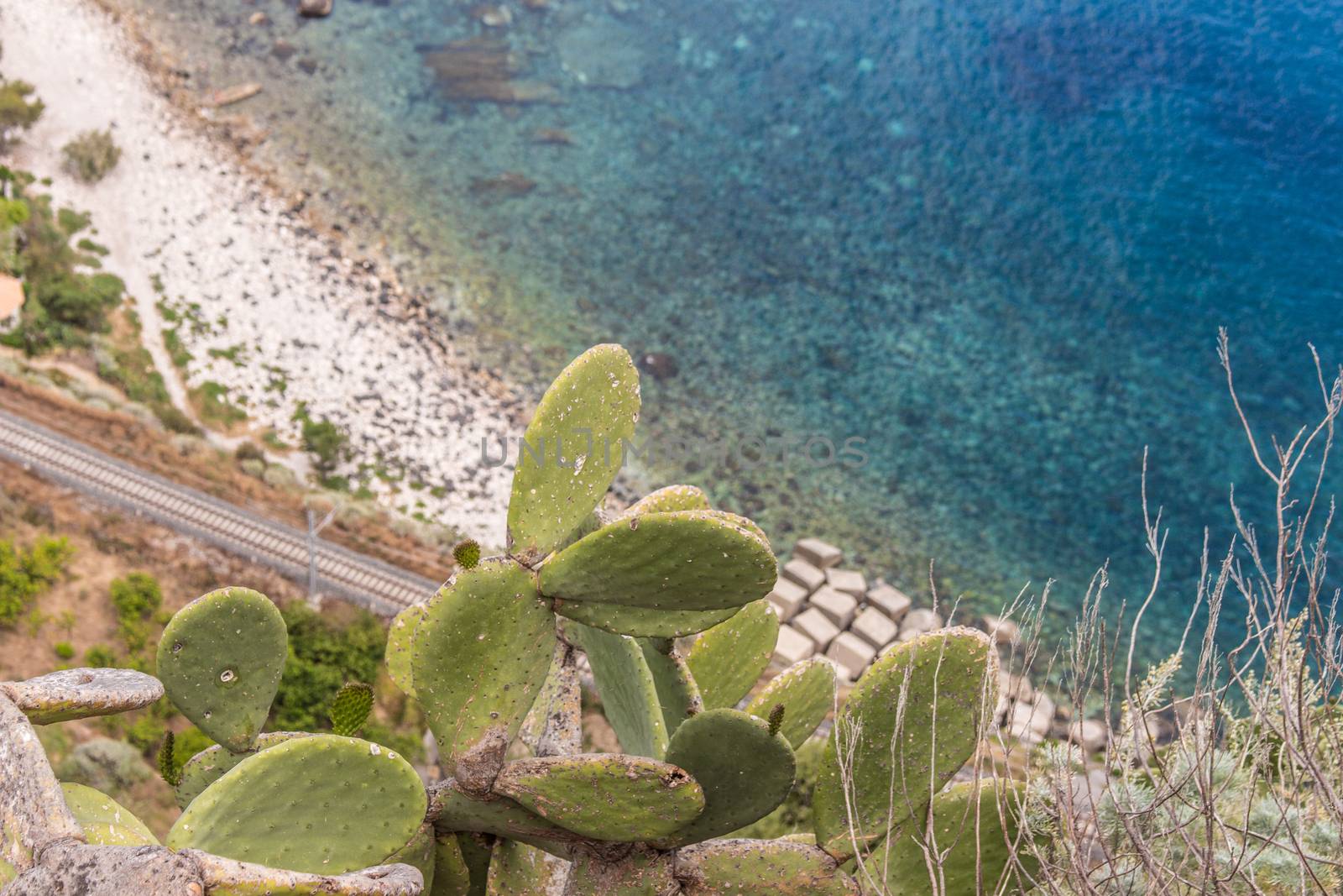 Opuntia ficus-indica and blue mediterranean sea on the background, Italy