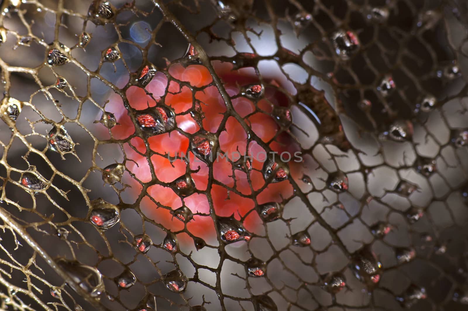 Dried physalis lantern close up by dred