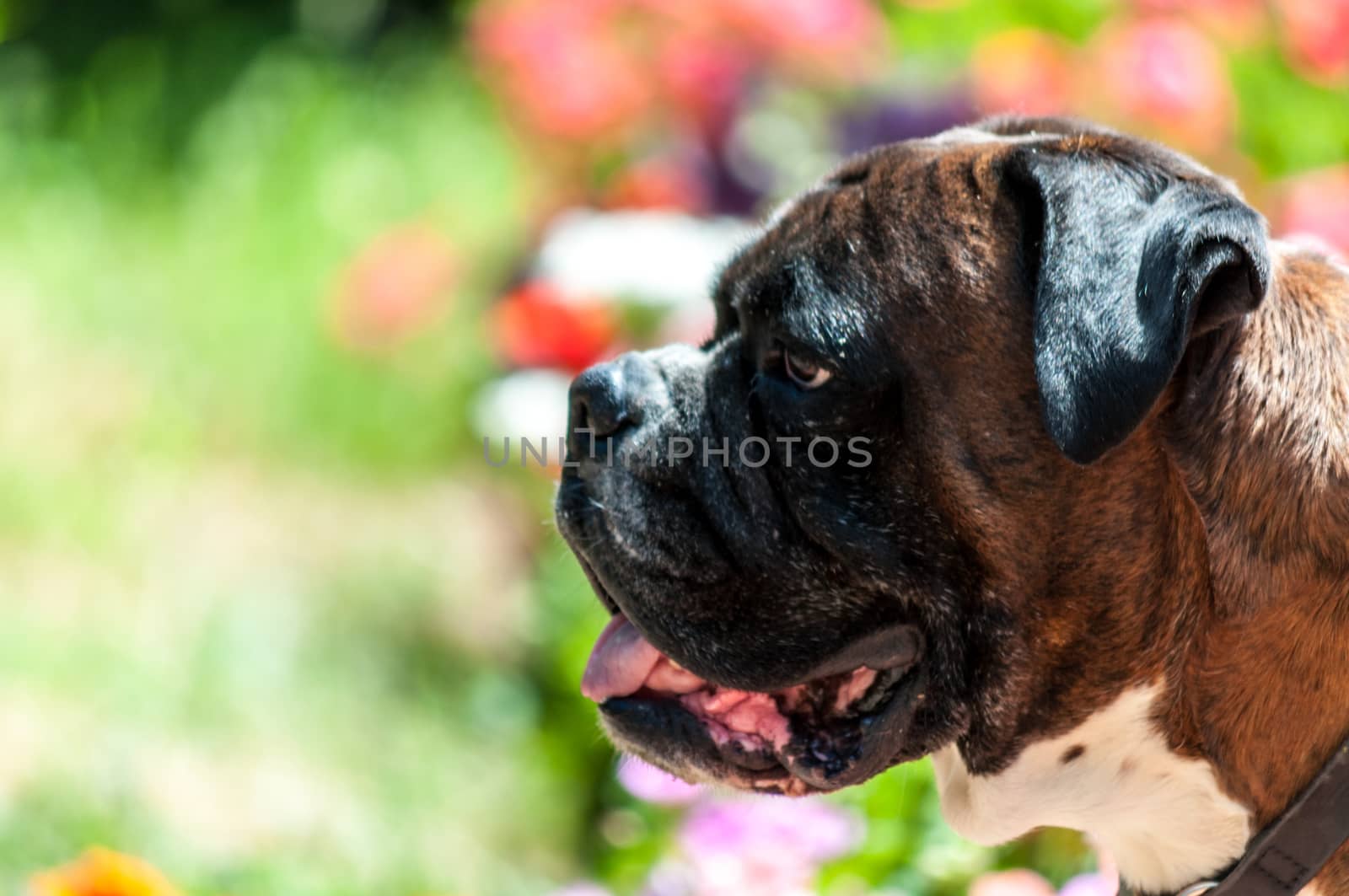 Foreground of head of a beautiful dog