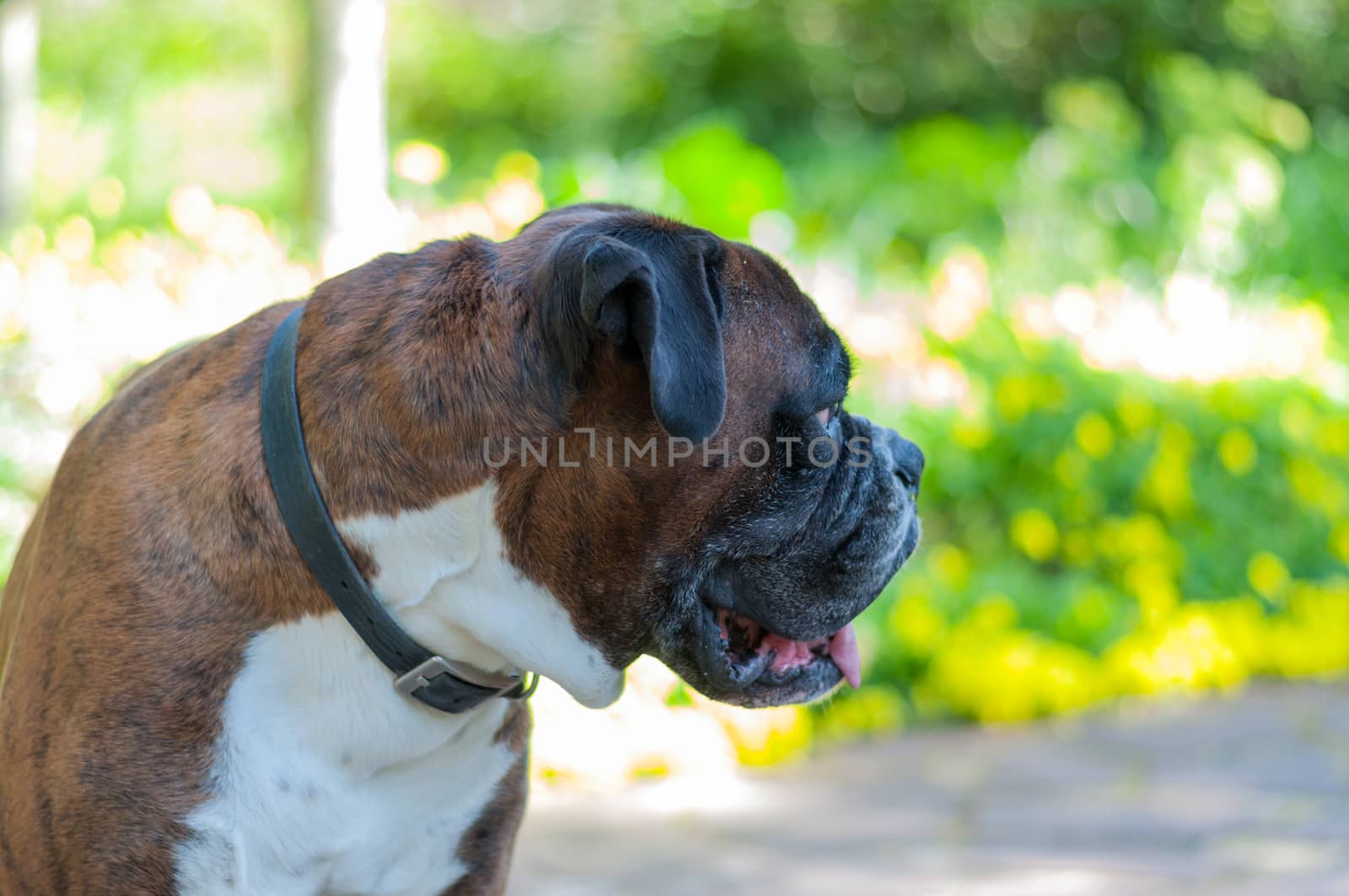 Foreground of head of a beautiful dog