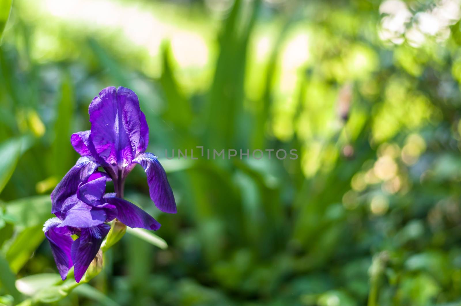 A purple flower in a green meadow