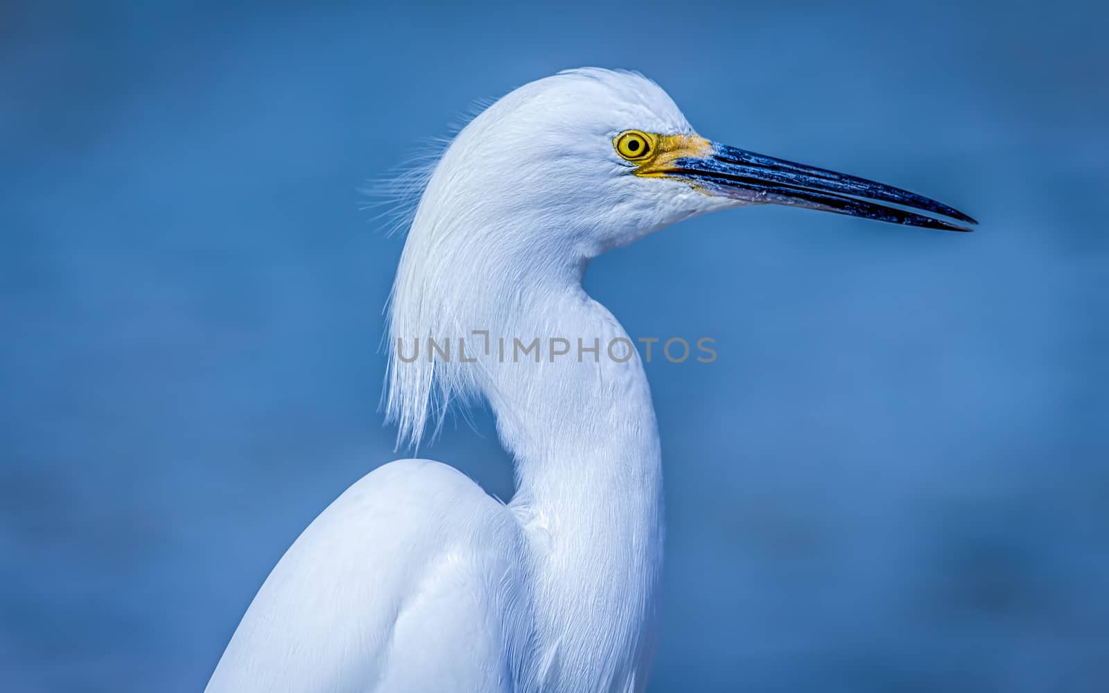 Wild Egret on the Atlantic Ocean, Florida, USA by backyard_photography