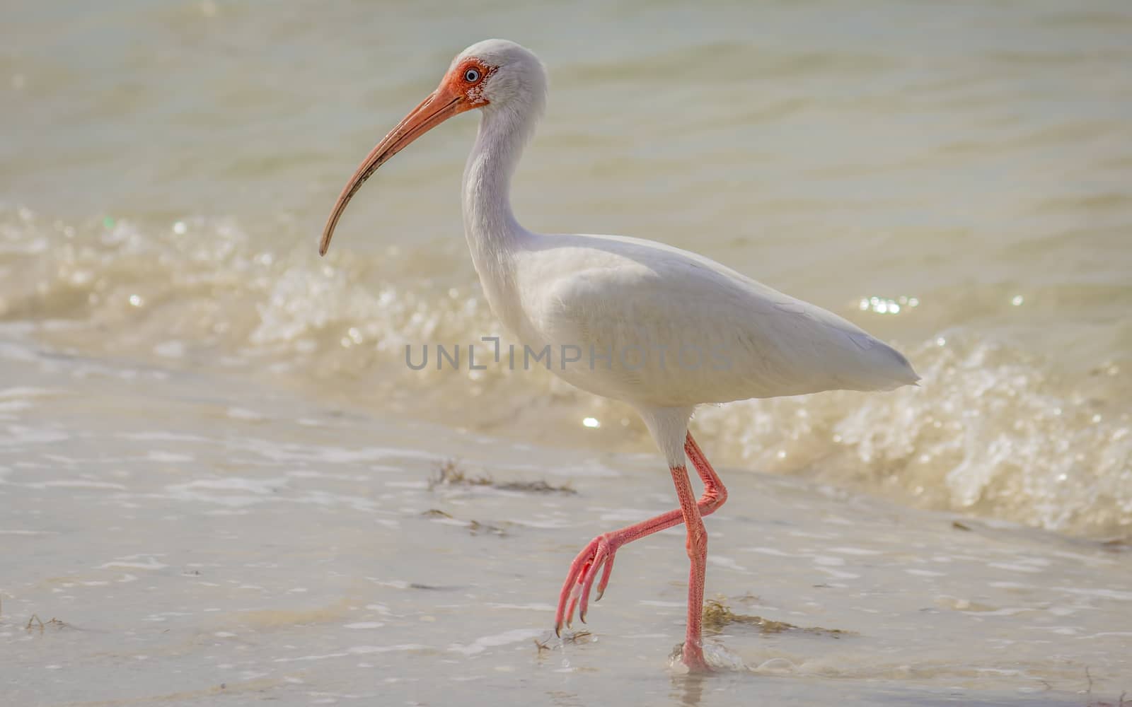 Wild Ibis on the Atlantic Ocean, Florida, USA