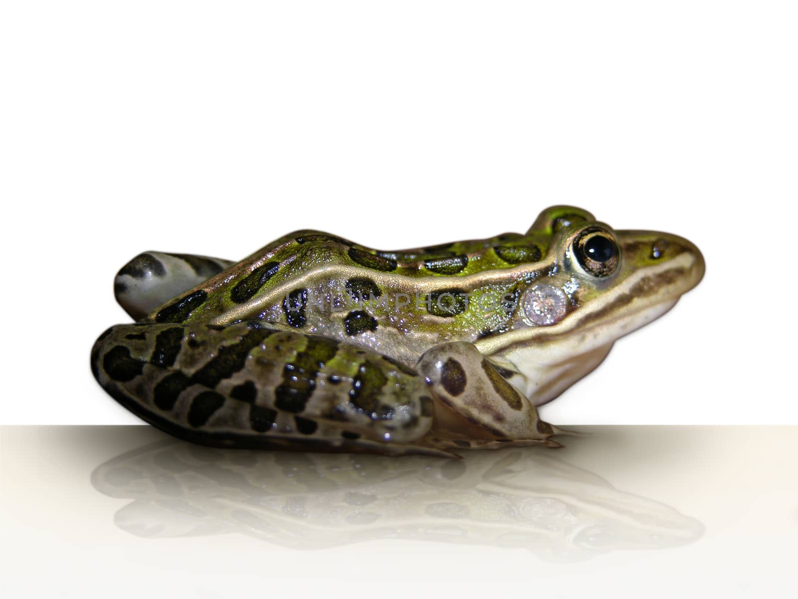 A leopard frog isolated from its environment.