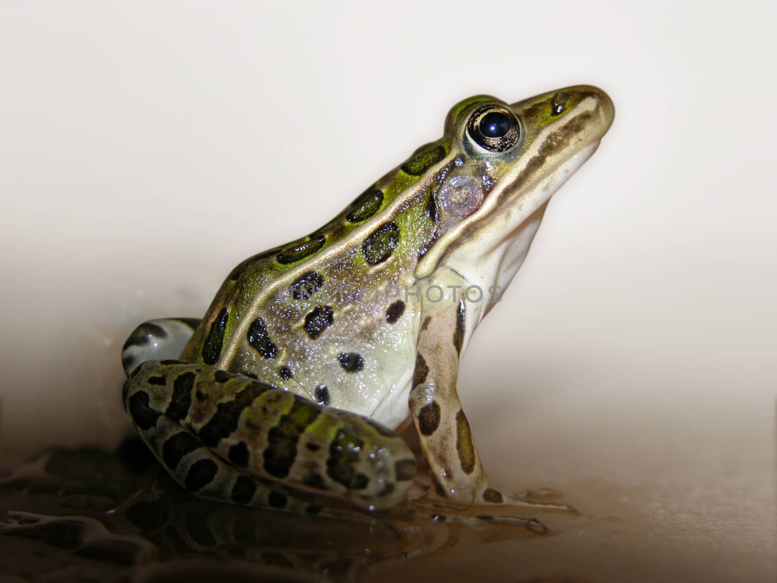 A leopard frog isolated from its environment.