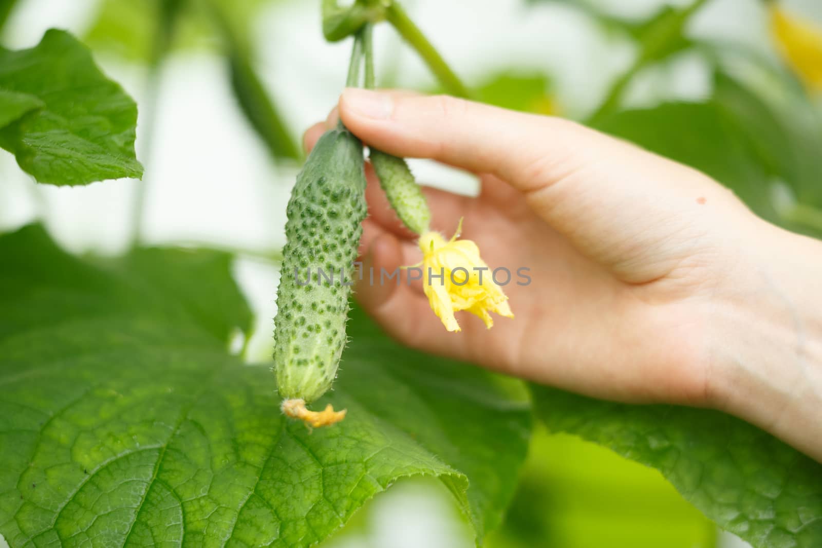 Female hands holding tiny cucumber. Locavore, clean eating,organic agriculture, local farming,growing,harvesting concept. Selective focus on cucumber