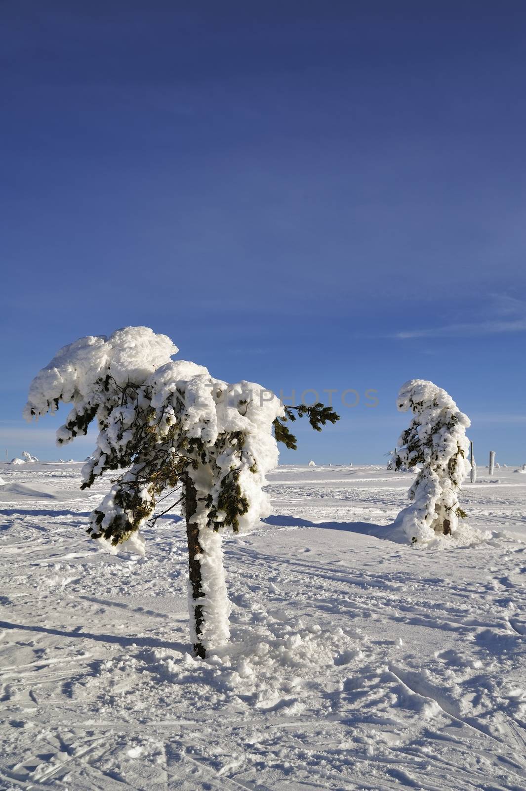 Winter scenery of Tandadalen in Sweden.