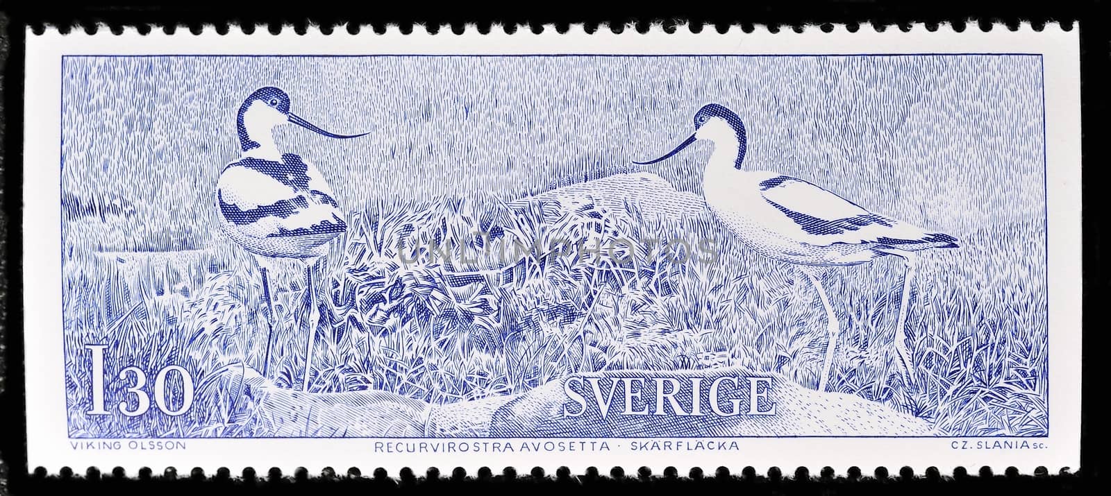 SWEDEN - CIRCA 1978: stamp printed by Sweden, shows Avocet, circa 1978