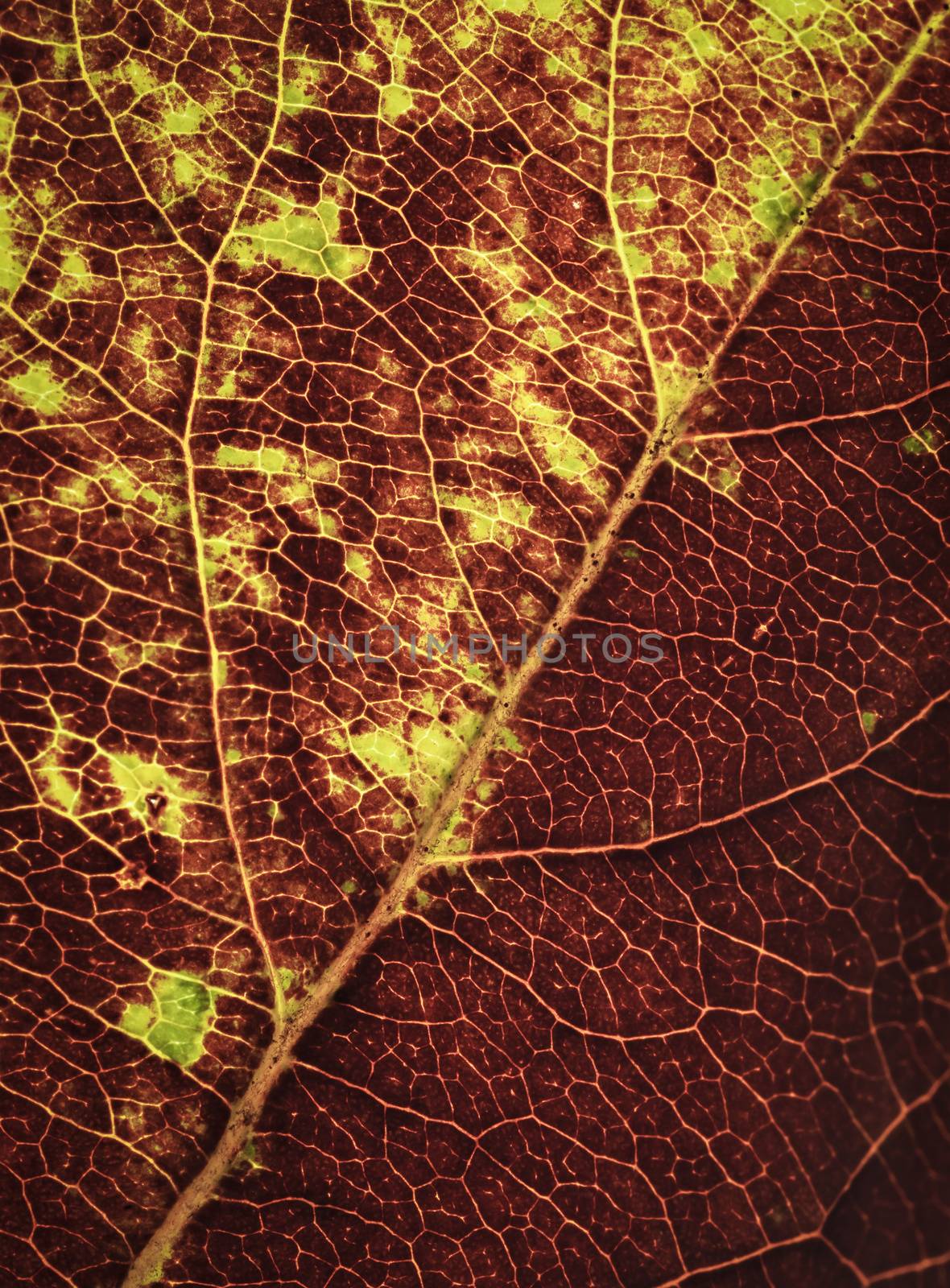 abstract background or texture veins in the detail of autumn leaves