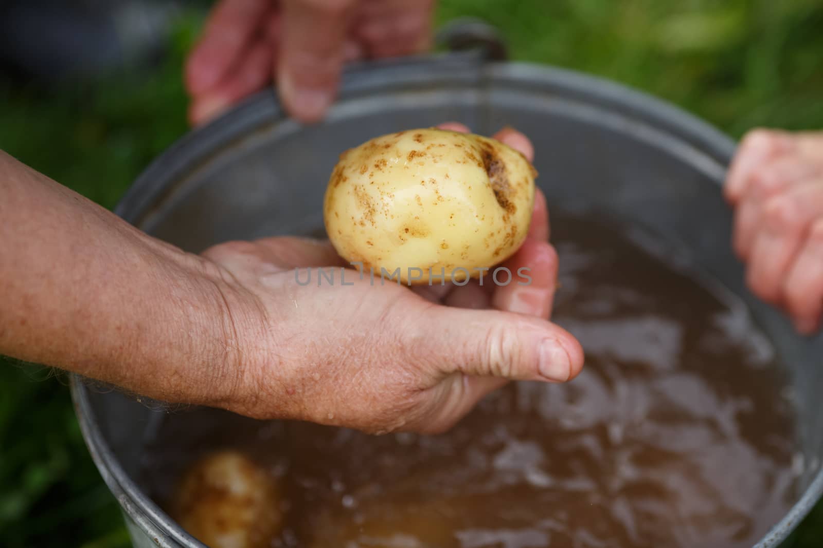 Potato harvesting. Male hand holding washed potatoe straight from the field. Locavore, clean eating,organic agriculture, local farming,growing concept. Selective focus