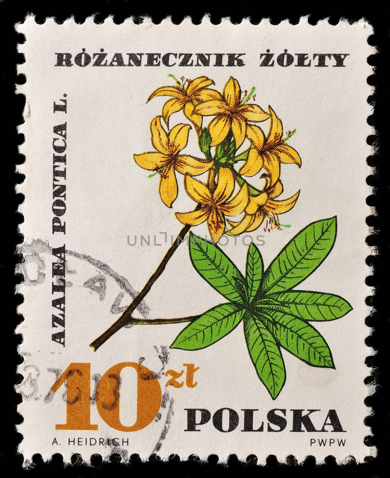 POLAND - CIRCA 1967: A stamp printed in Poland shows Azalea Pontica, with the same inscription, from the series "Medical Plant", circa 1967