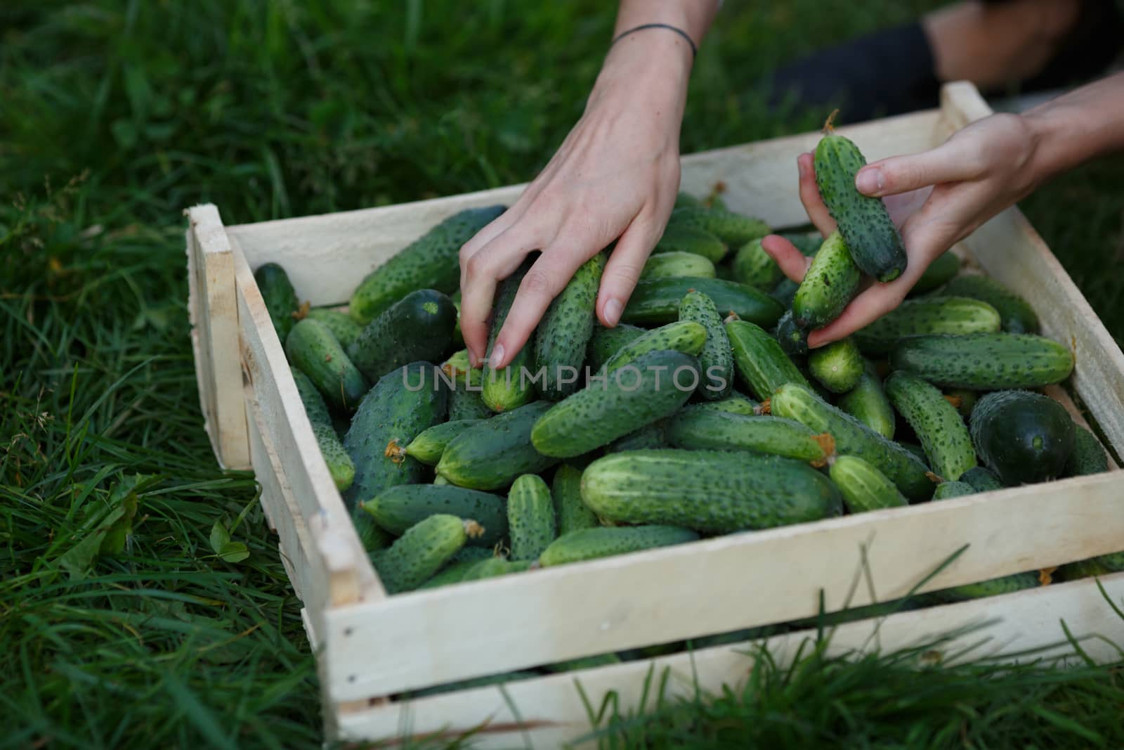 Woman sorting cucumbers out of freshly harvested ones. Locavore movement, local farming, harvesting concept