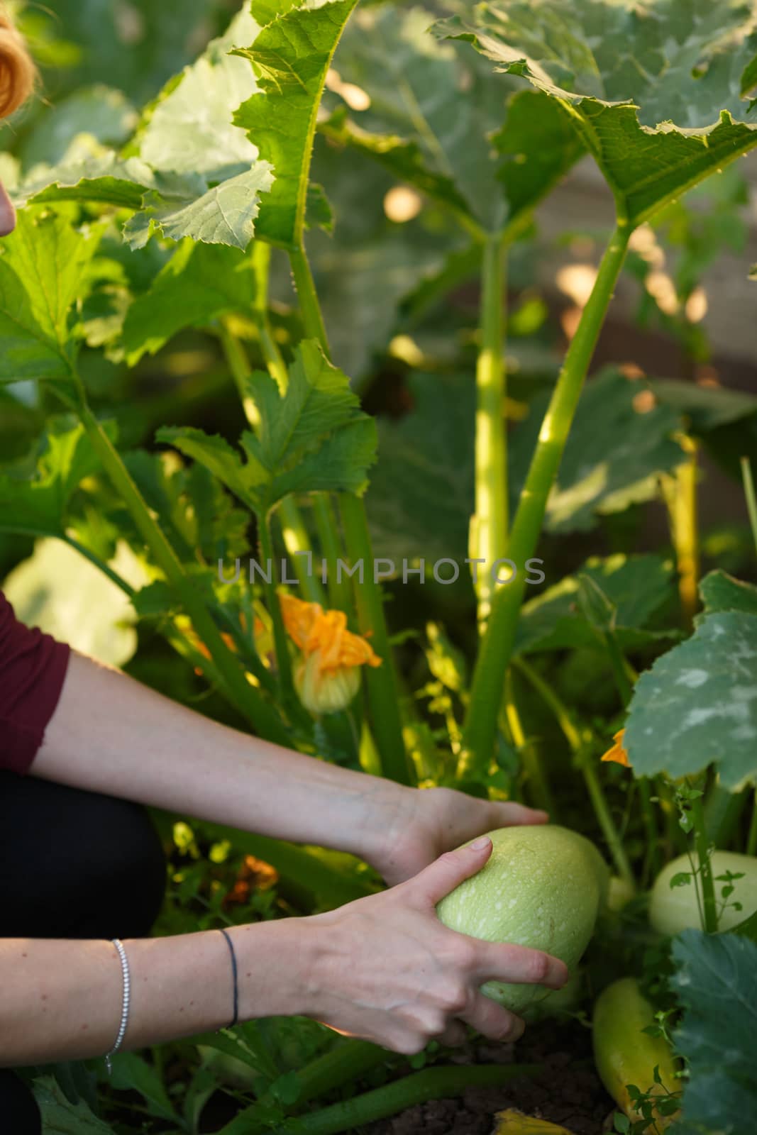 Woman picking squash. Locavore movement, local farming, harvesting concept