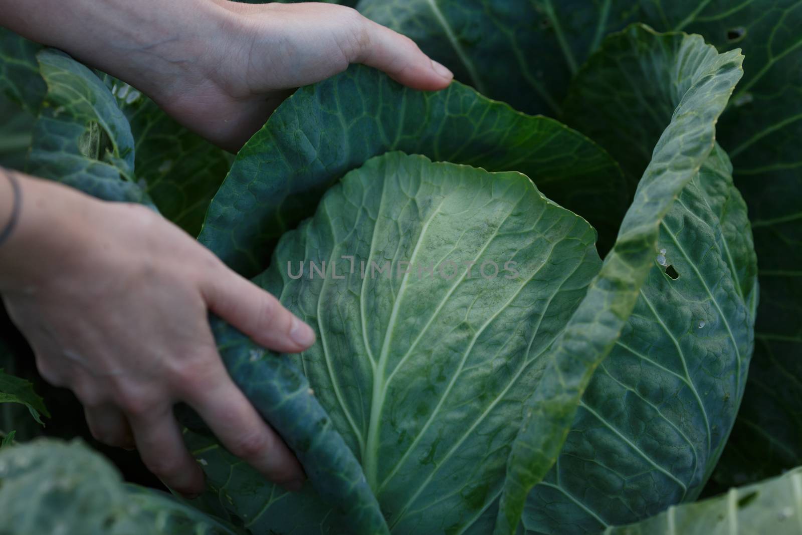 Woman picking cabbage head. Locavore movement, local farming, harvesting concept